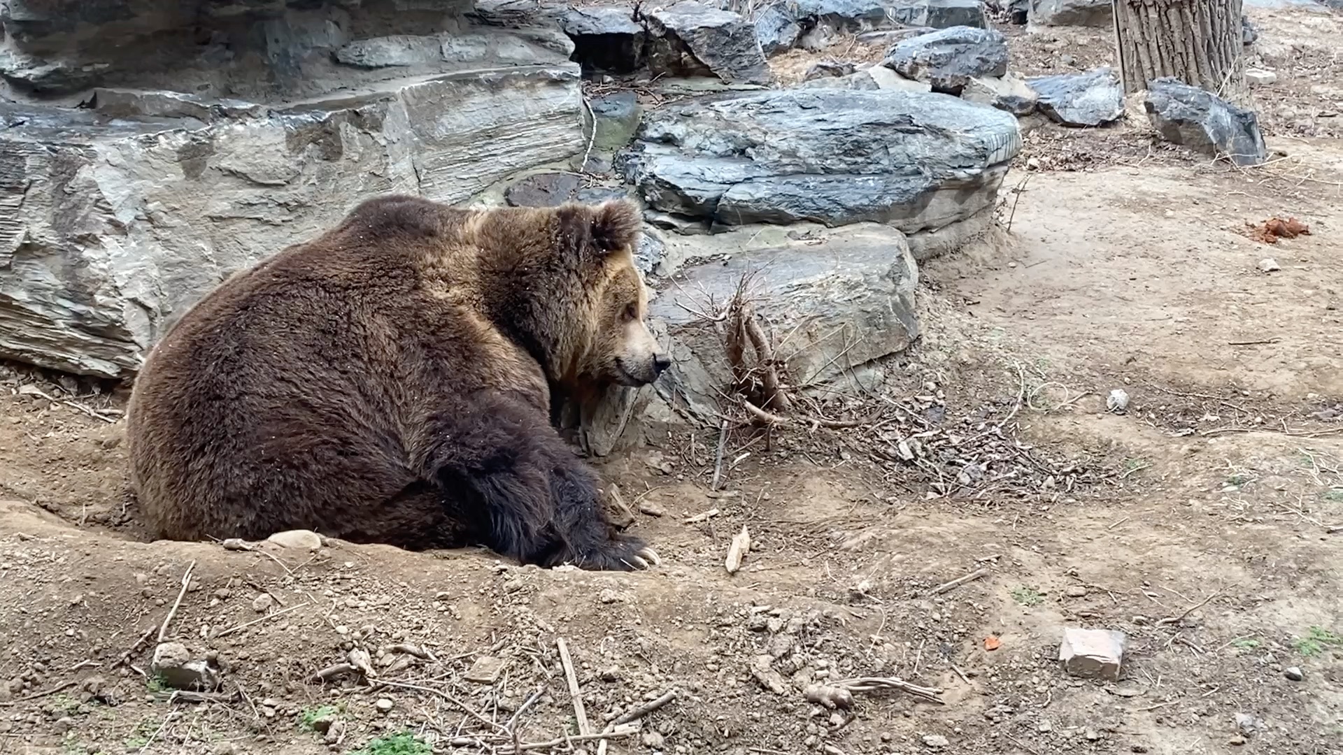 活动作品北京动物园棕熊馆下着雪可爱的熊熊在睡梦中朵朵和鼻子也动了