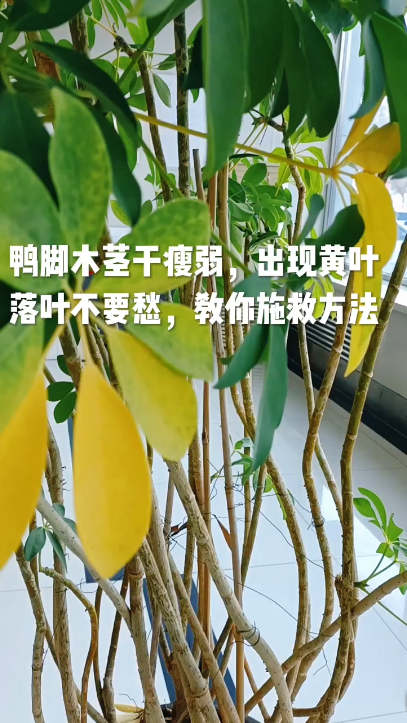 鸭脚木茎干瘦弱,出现黄叶落叶不要愁,教你施救方法哔哩哔哩bilibili