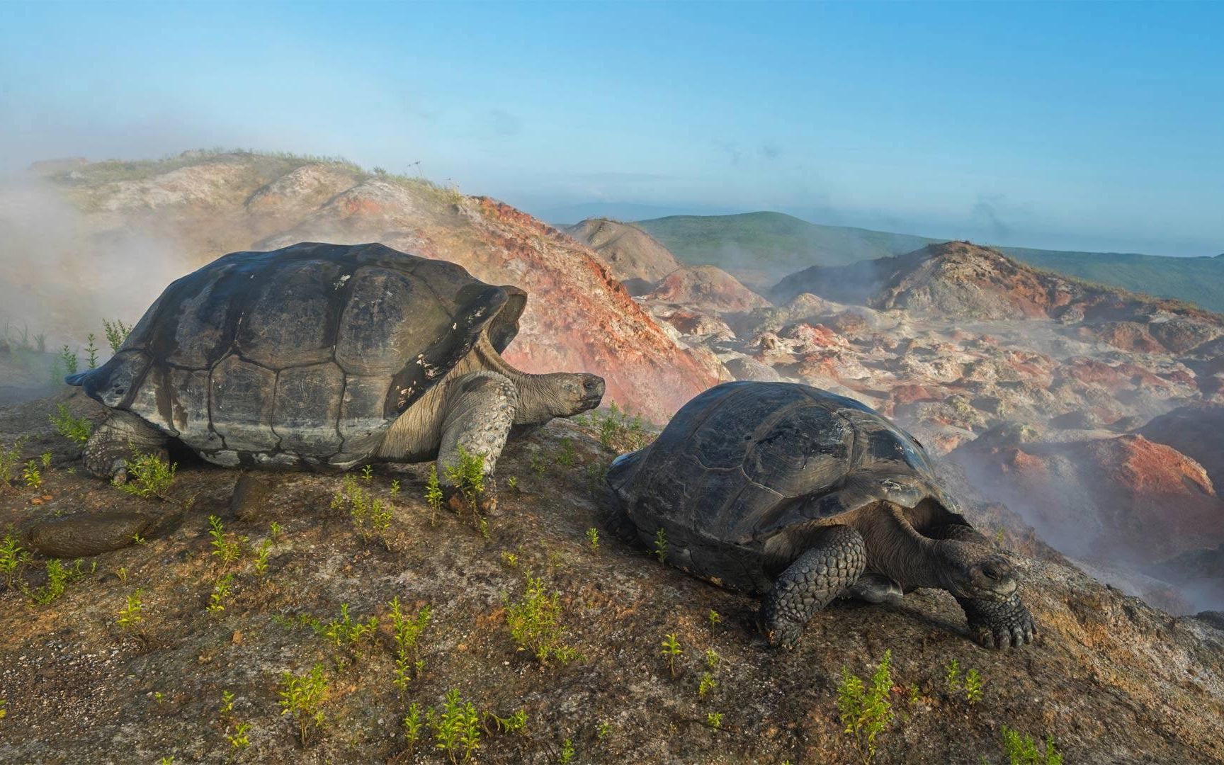 濒临灭绝的陆地巨龟体重最高可达300多公斤