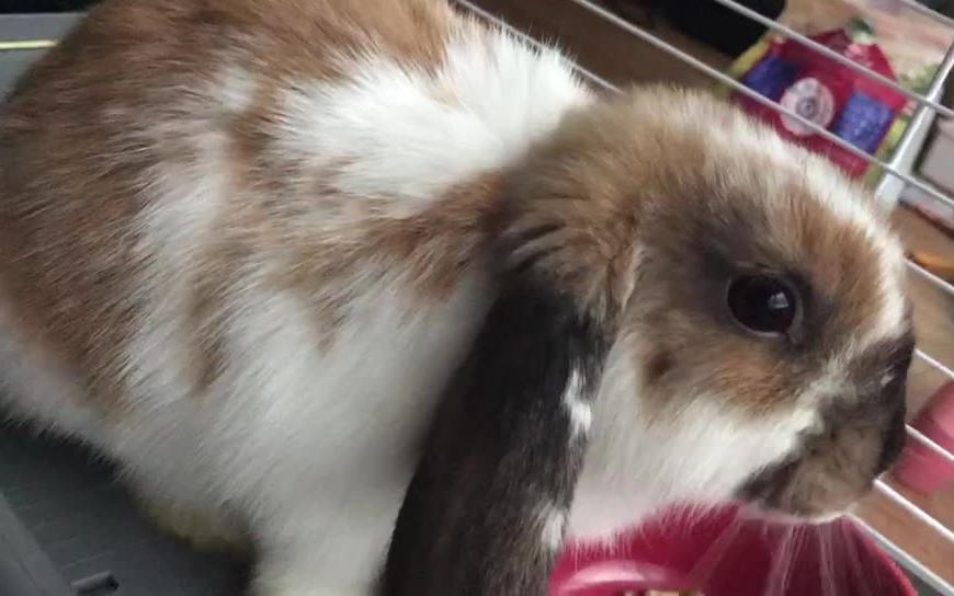 荷兰垂耳兔大胃王猪兔mochi吃播