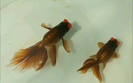 金鱼朱球紫丹凤短粗蛋圆不飘逸