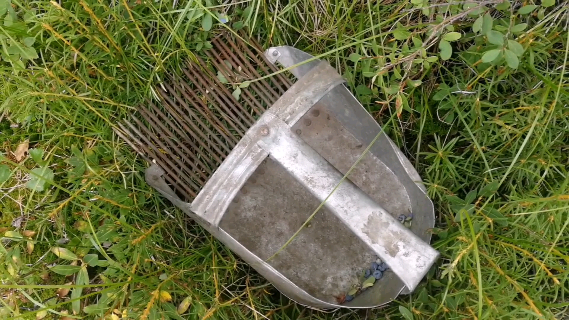 绕路采蓝莓(下)