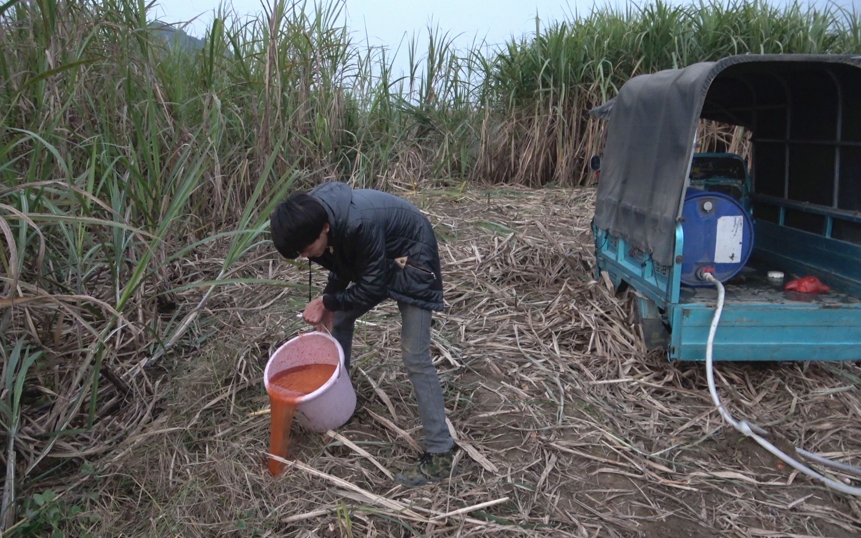 小明干活发现甘蔗地被掏空往洞里灌入一大桶辣椒水结局会怎样