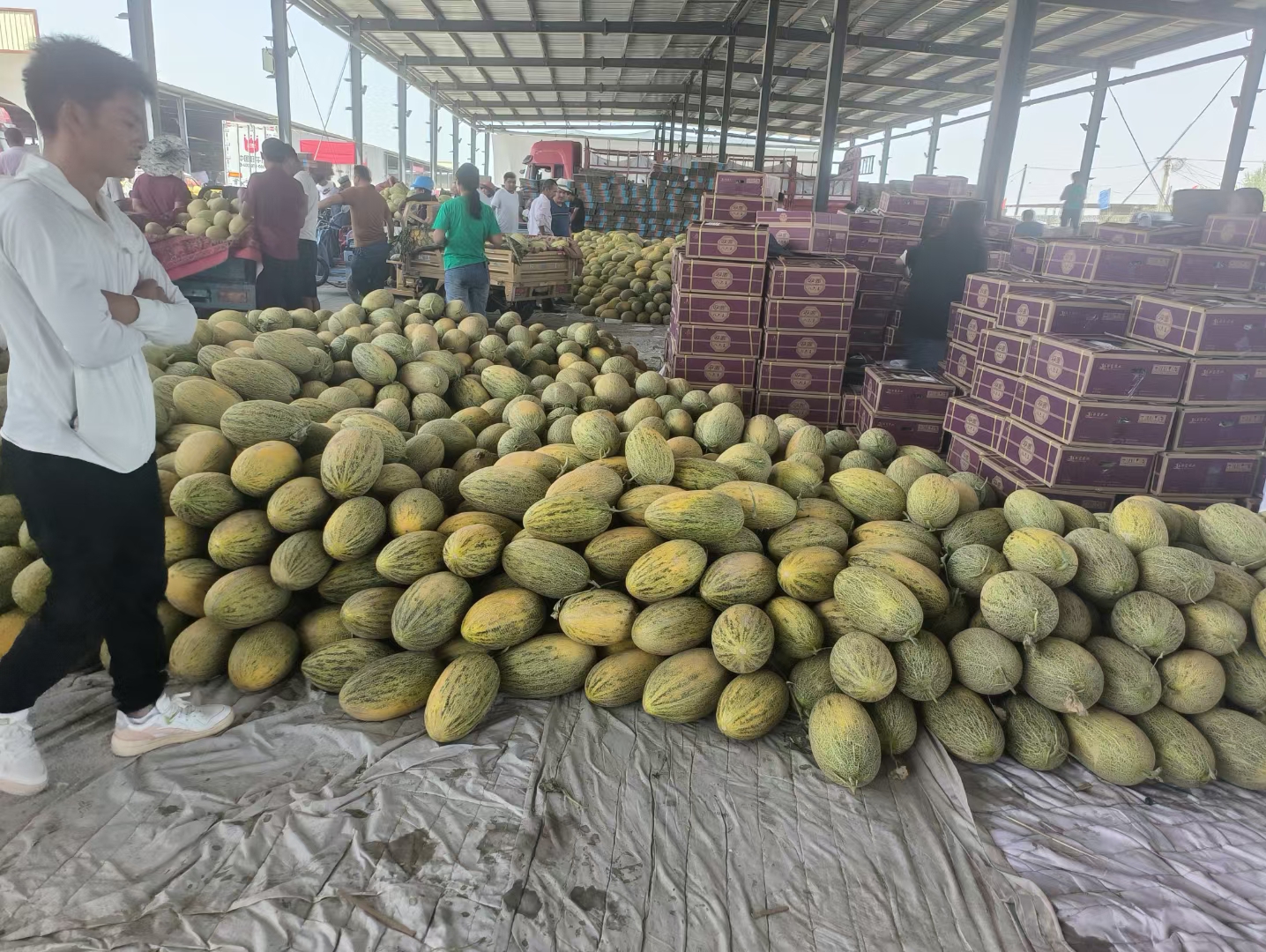 新疆产地 伽师瓜 持续发货中