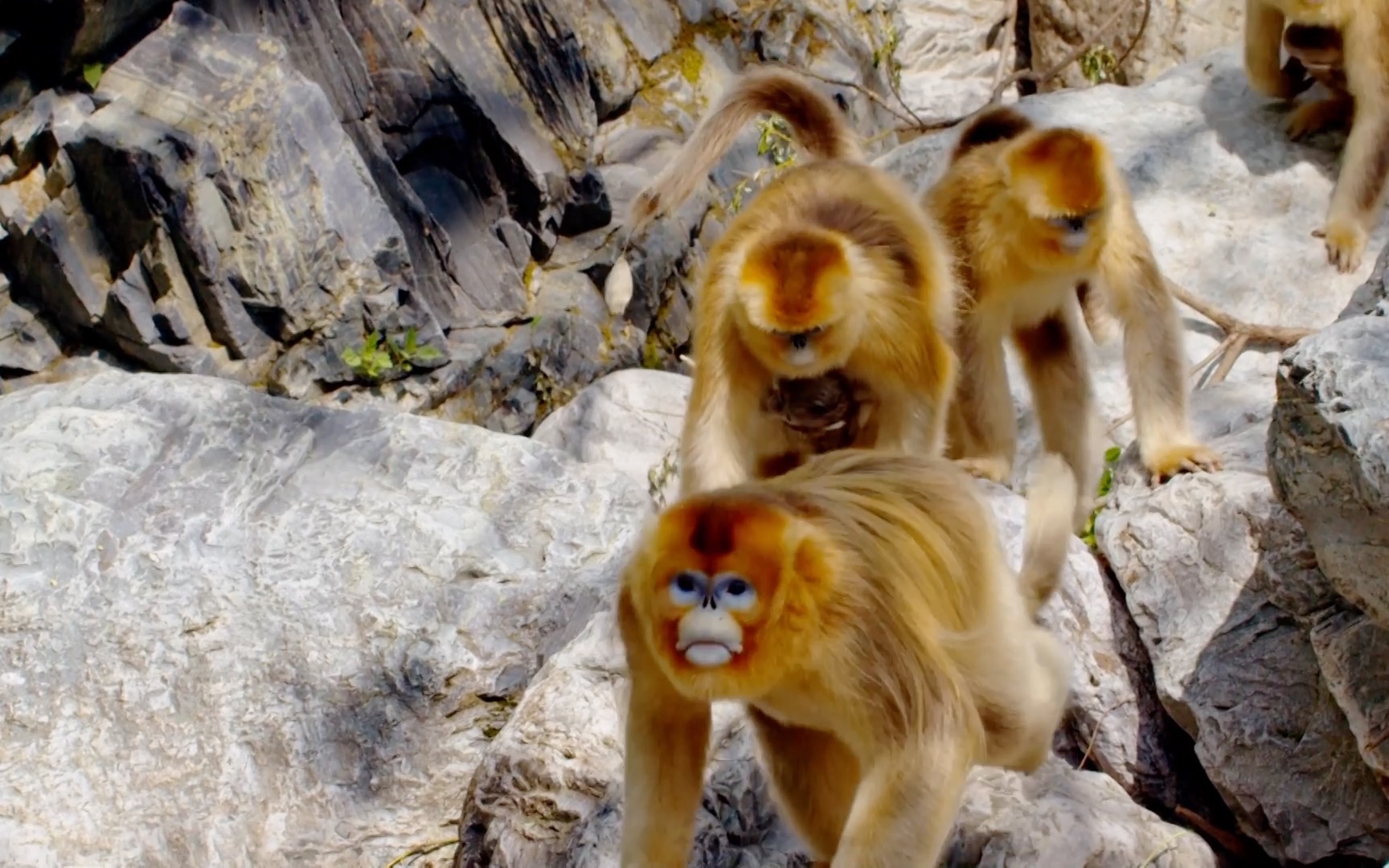 湖北神农架—川金丝猴