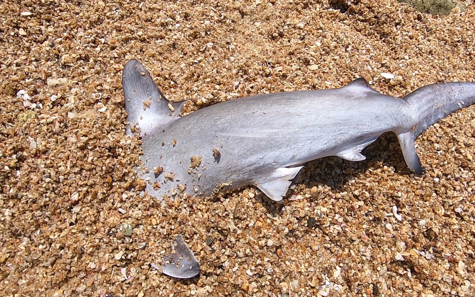 阿平赶海撞大运沙滩上竟发现大鲨鱼水下又抓两条大货发财了