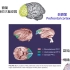 《当代认知神经科学：脑与心智》（2021年版）--焦传金教授【更新至第11讲】
