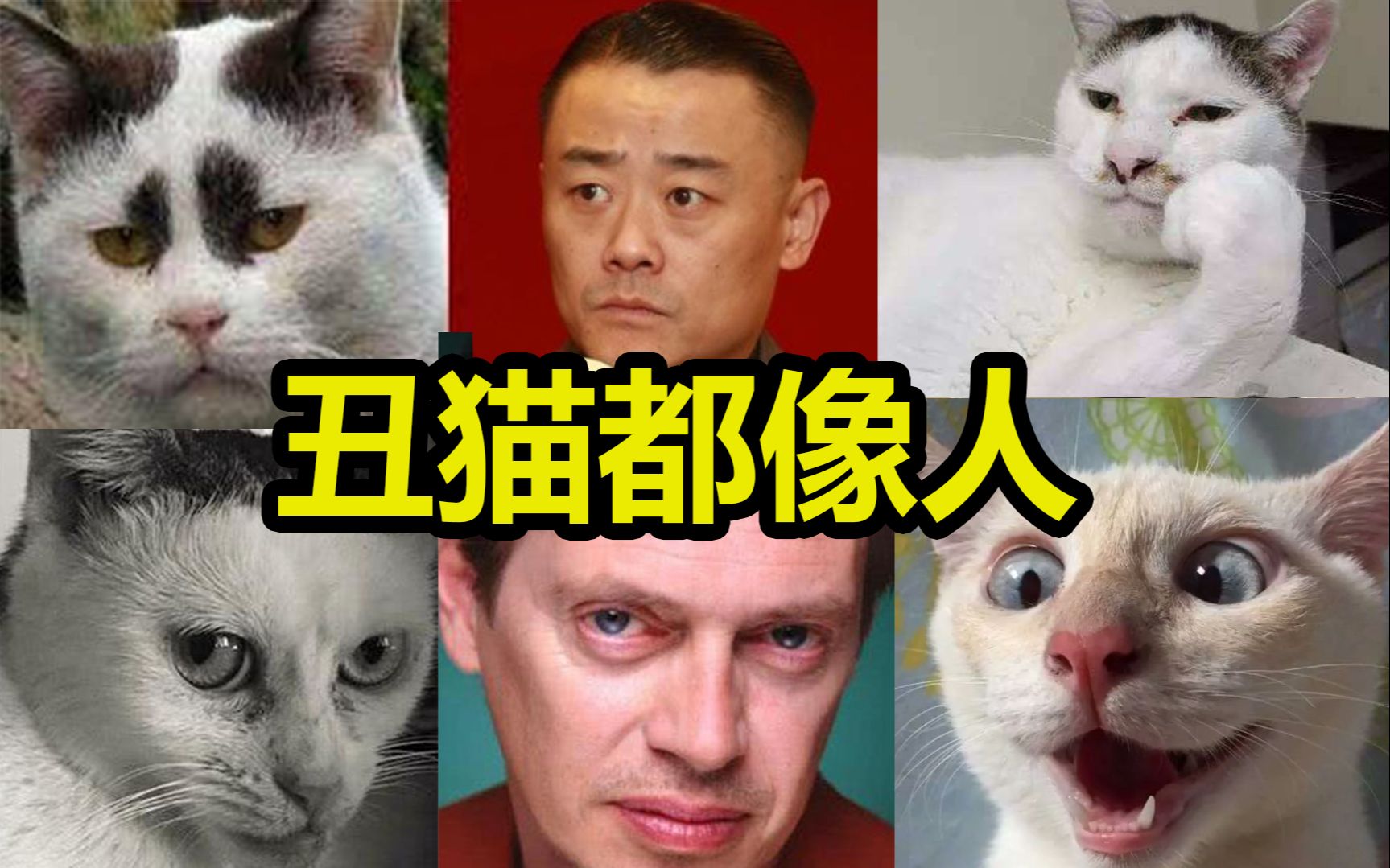 丑猫都像人?看完这个我是信了!你品,你细细品!哔哩哔哩bilibili