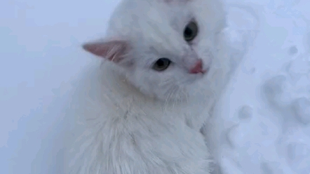 [图]白色的雪