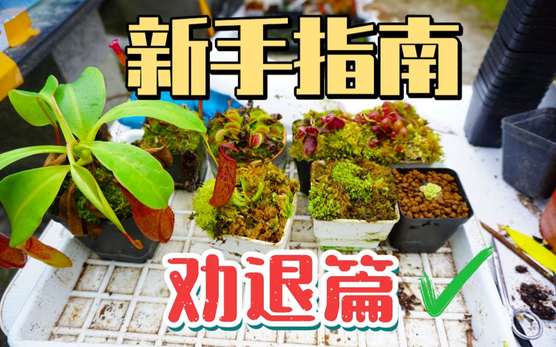 [图]入坑前仔细想想，或许你压根不适合养食虫植物，看完这期视频你就明白了