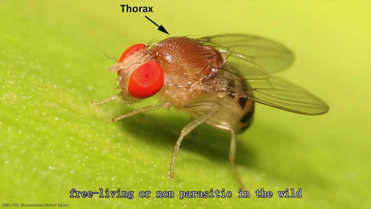 online developmental biology_ introduction to drosophila
