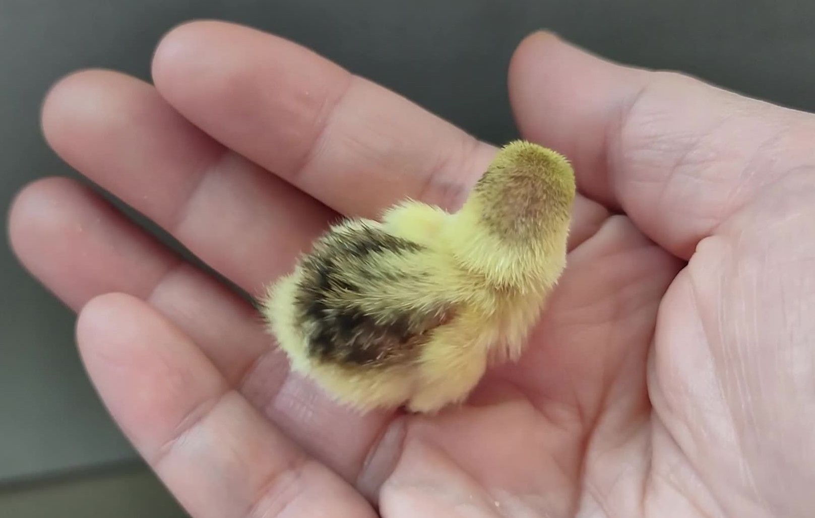 活动  偷偷给鸡妈妈塞了两只小鸡仔,芦丁鸡幼崽好可爱