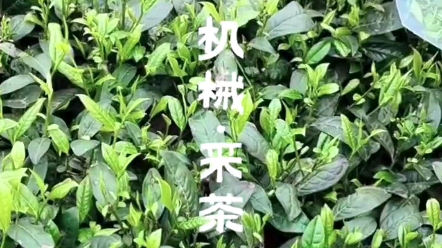 机械采茶 春茶采摘哔哩哔哩bilibili