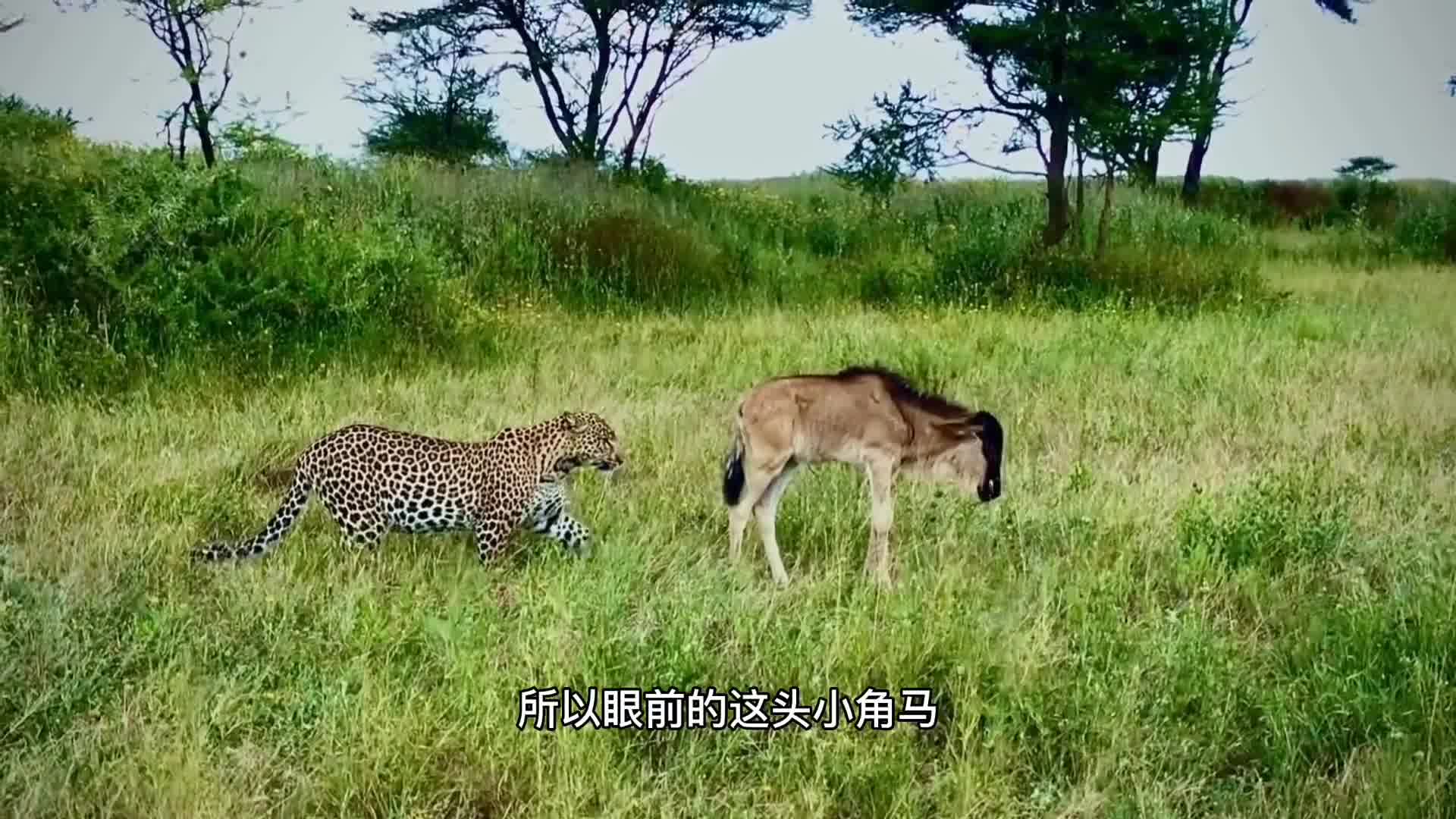 角马:我就这样稳下去!豹子偷袭小角马现场!哔哩哔哩bilibili