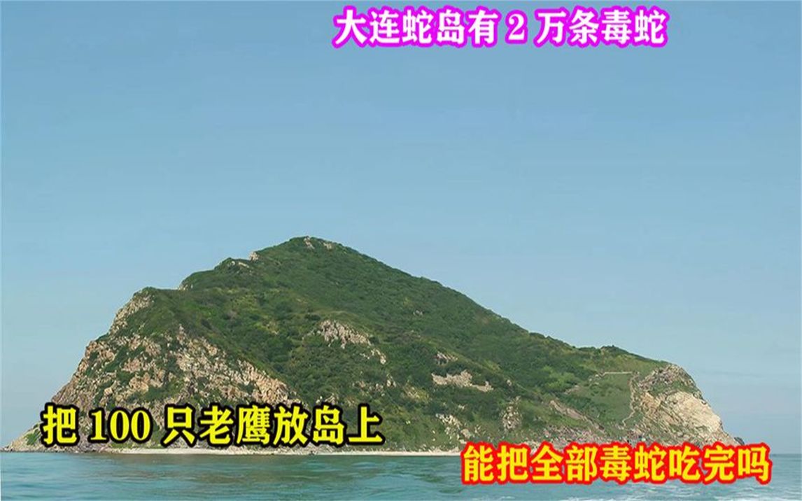 大连蛇岛有2万条毒蛇把100只老鹰放岛上能把全部毒蛇吃完吗