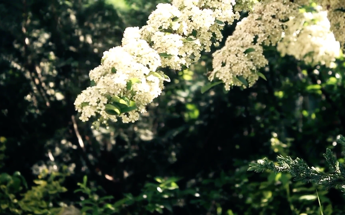 石楠花:让你感受一下大自然的芬芳暴击!