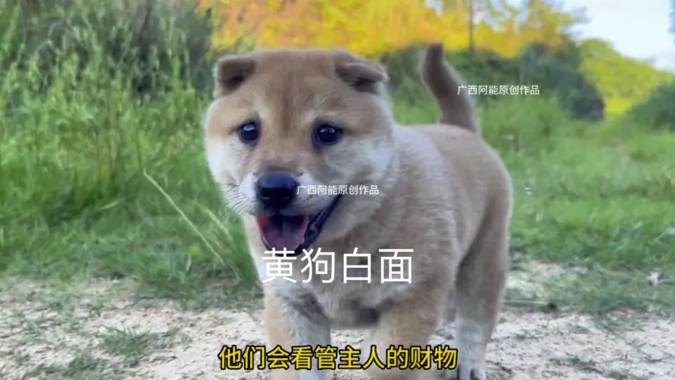 广西土猎黄狗白面金不换田园犬中的高颜值狗狗_哔哩哔哩_bilibili