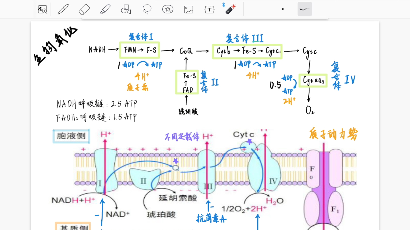 生物氧化:电子传递链和氧化磷酸化