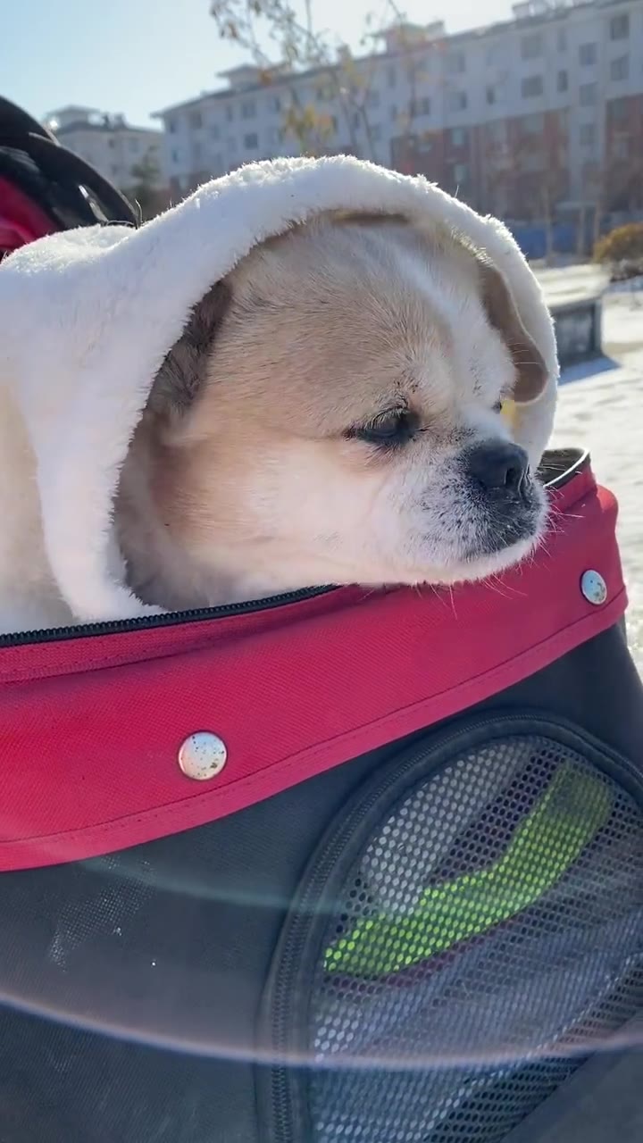 披着棉被依然在冷风中瑟瑟发抖的麦兜:赶紧回家,我特么快冻成狗了.