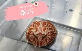 草莓角蛙 搜索结果 哔哩哔哩 Bilibili 草莓角蛙 搜索结果 哔哩哔哩 Bilibili