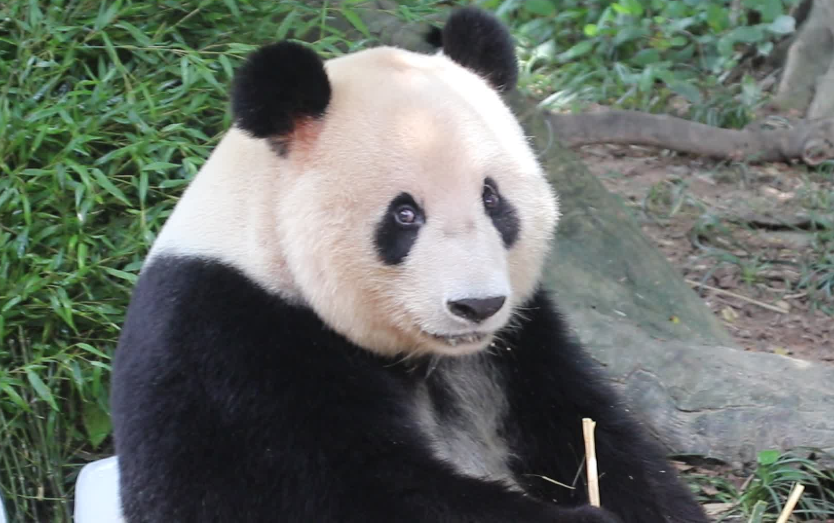 【大熊猫美生】小眼睛滴溜滴溜的转