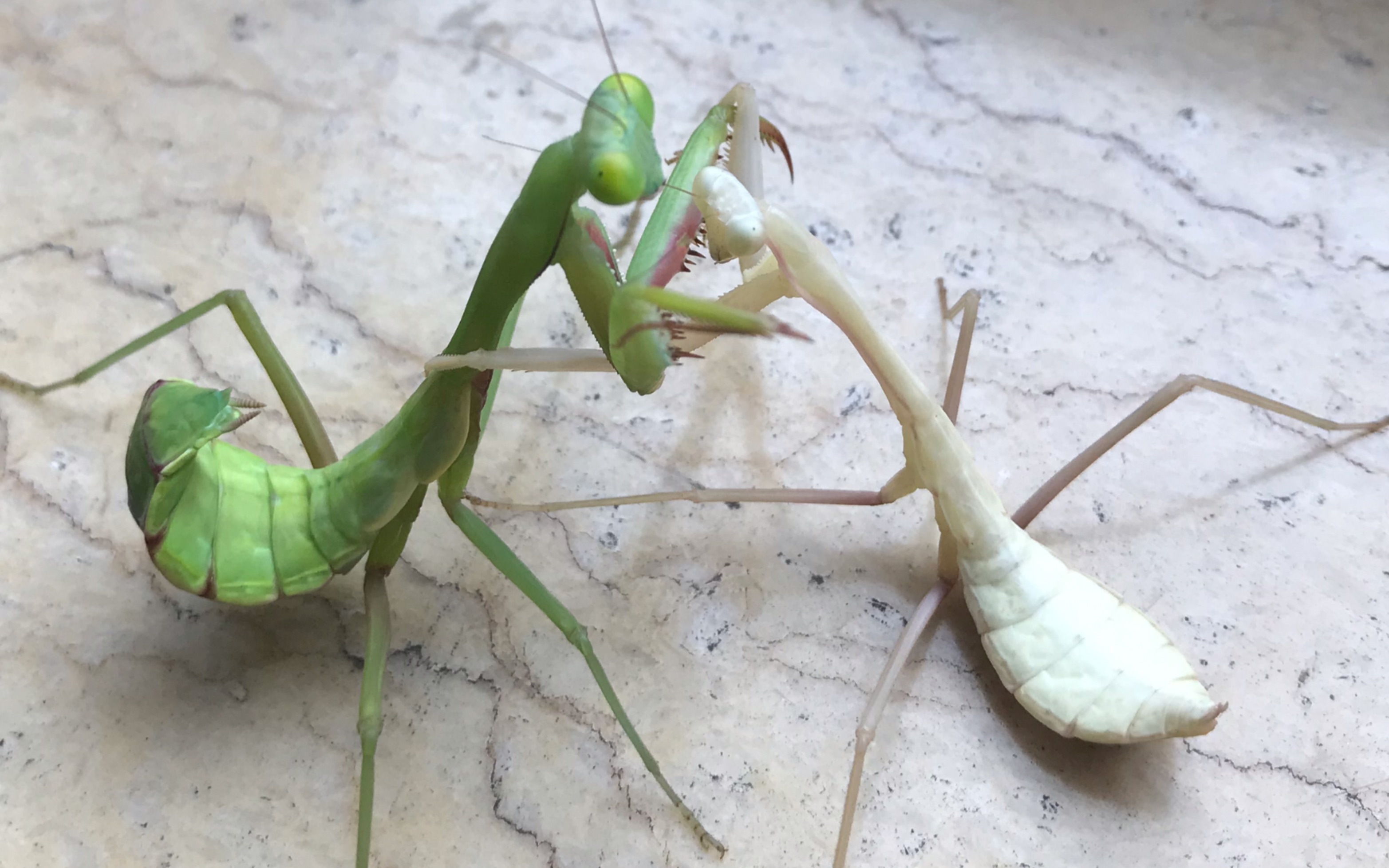 菜鸡互啄 印度勇斧螳和澳洲斧螳