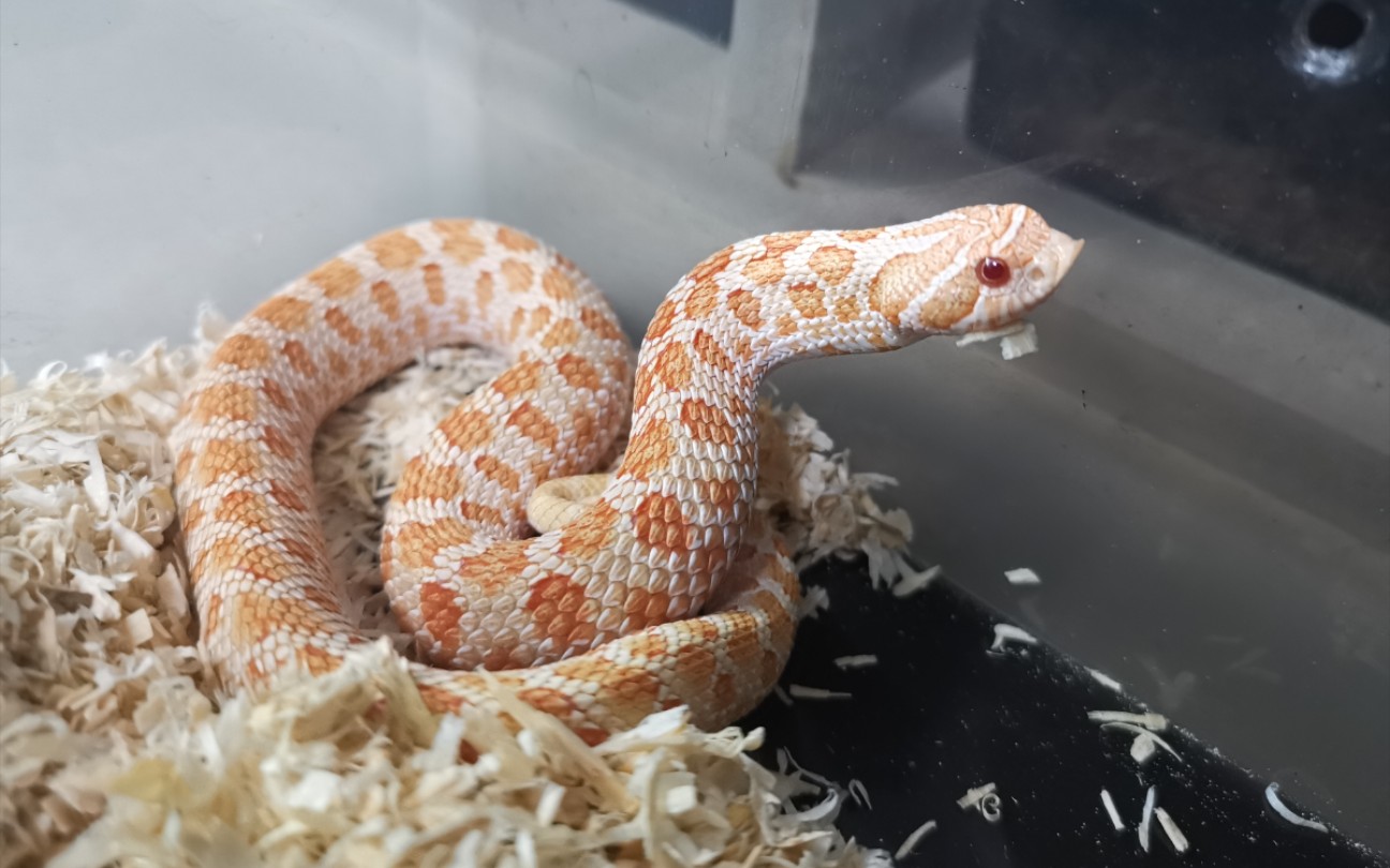 萌萌哒猪鼻蛇_哔哩哔哩_bilibili