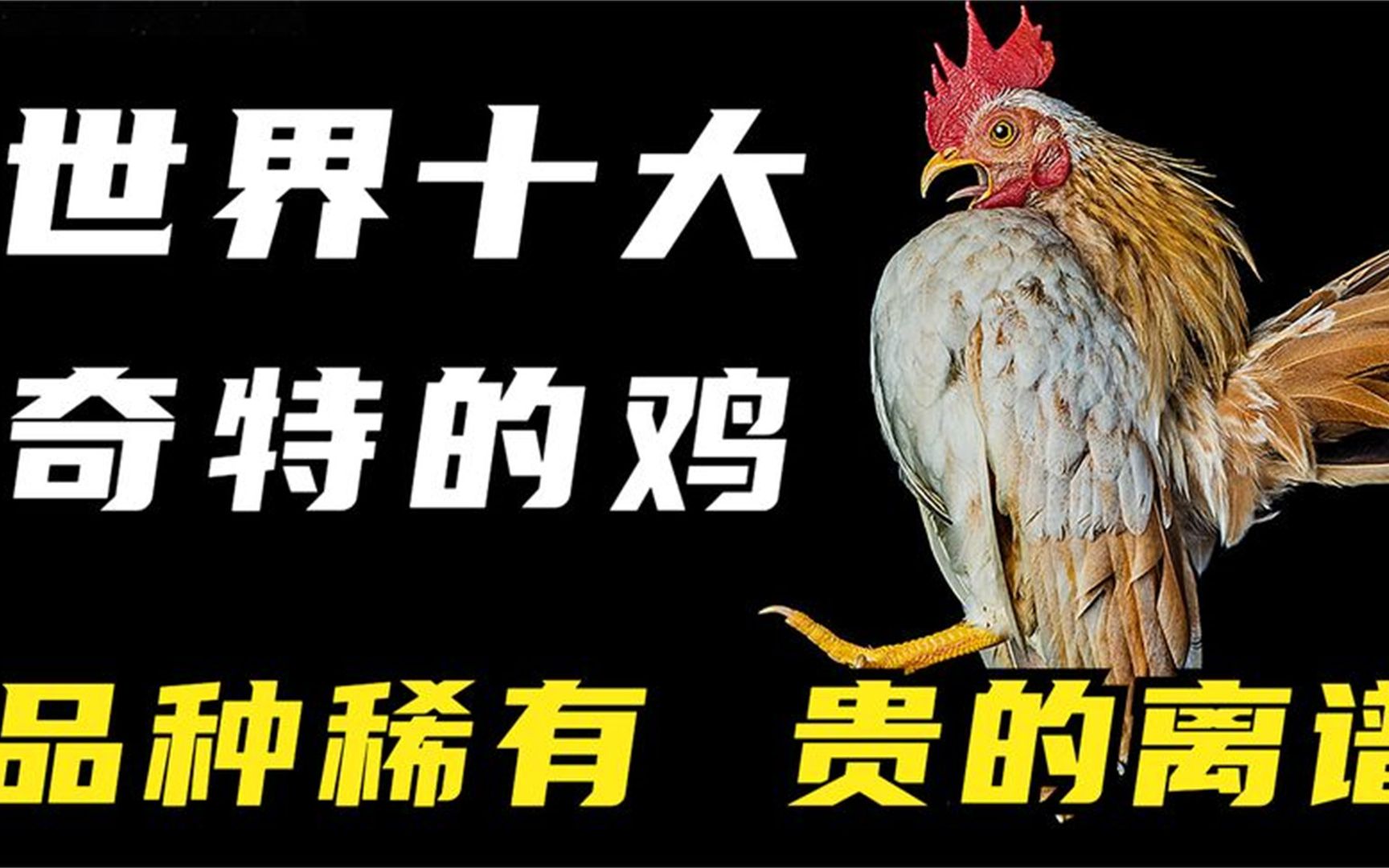 盘点,世界上最奇特的10个鸡品种,堪称鸡界的“兰博基尼”哔哩哔哩bilibili