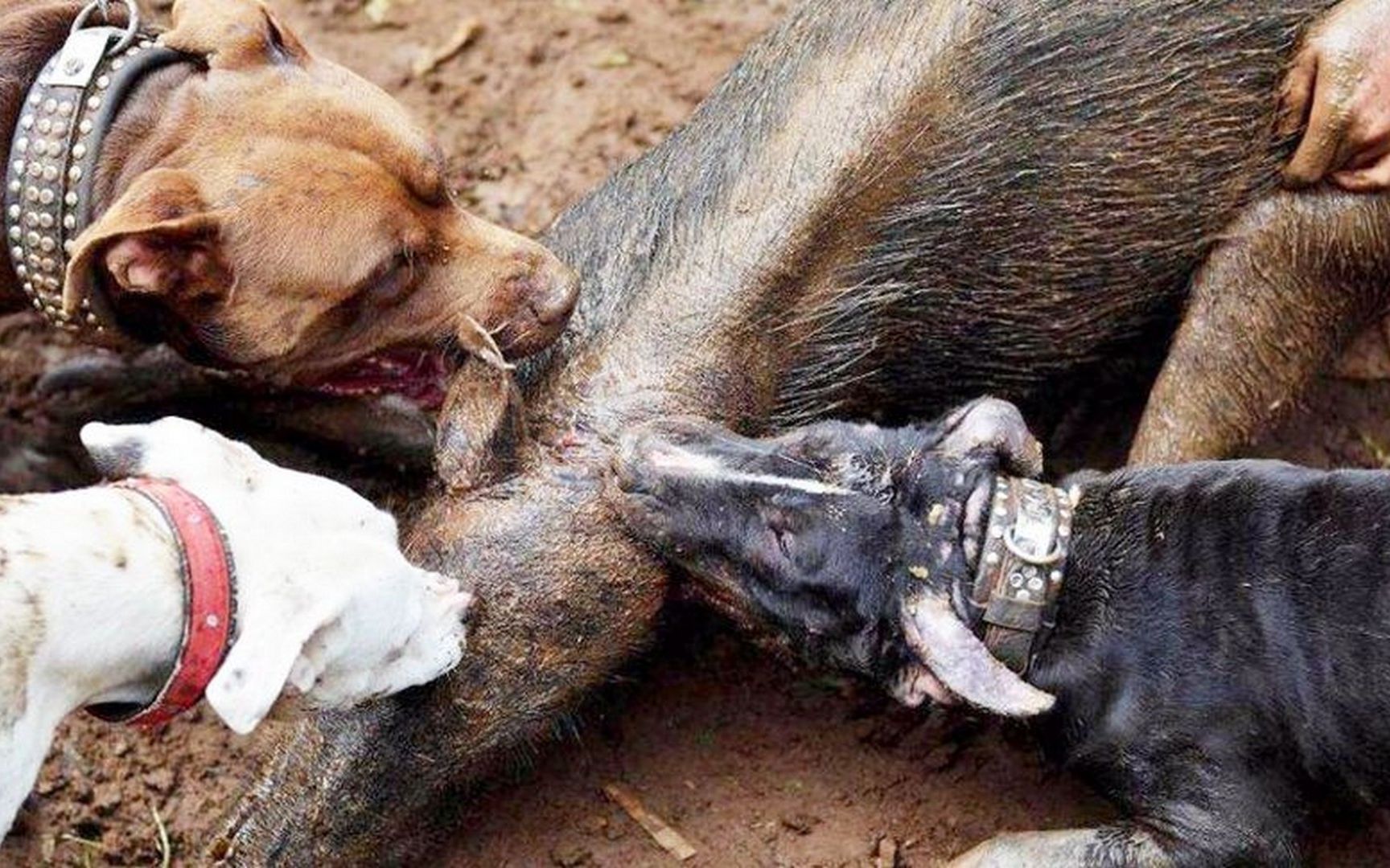 比藏獒更凶猛的比特犬,跟野猪打起来,猪狗大战谁更胜一筹