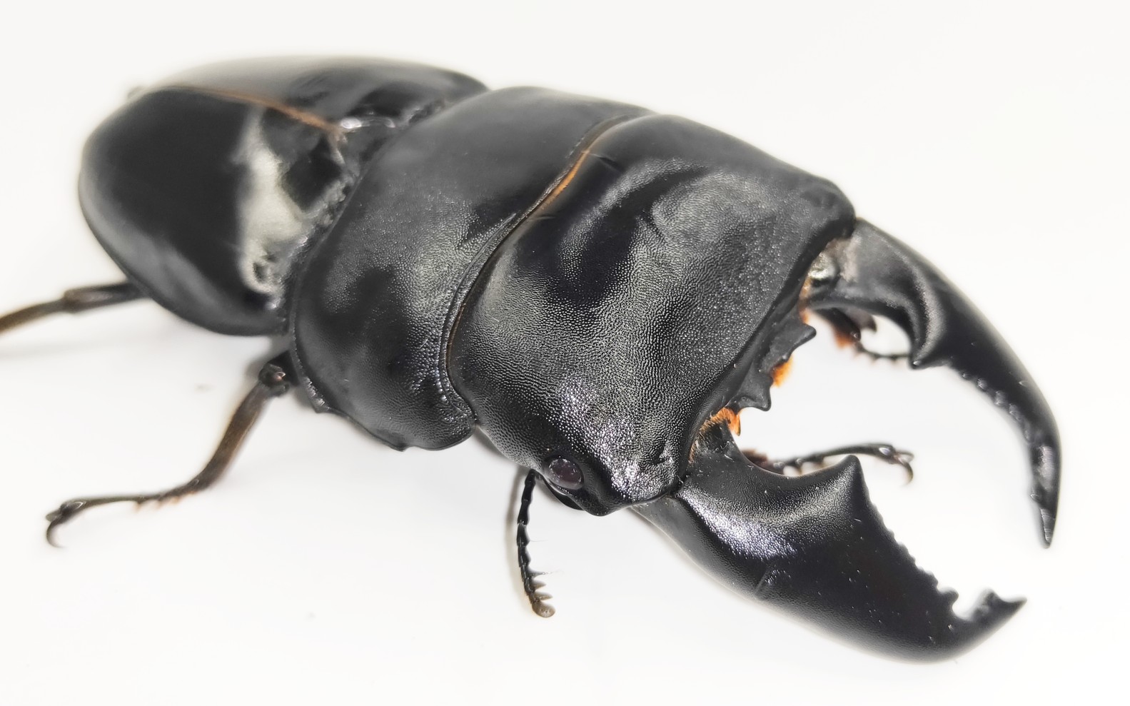 苏门答腊扁锹形虫简介