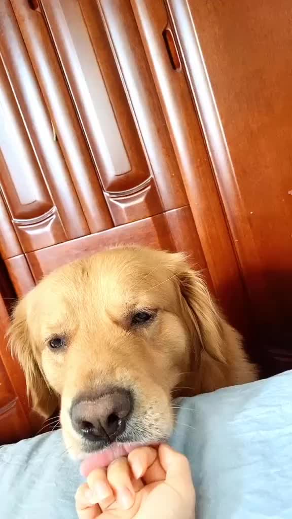 狗被拍醒的表情包图片