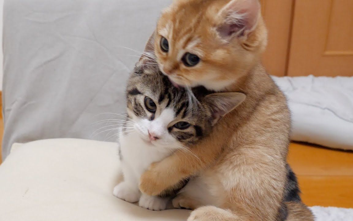 小猫:姐妹抱抱