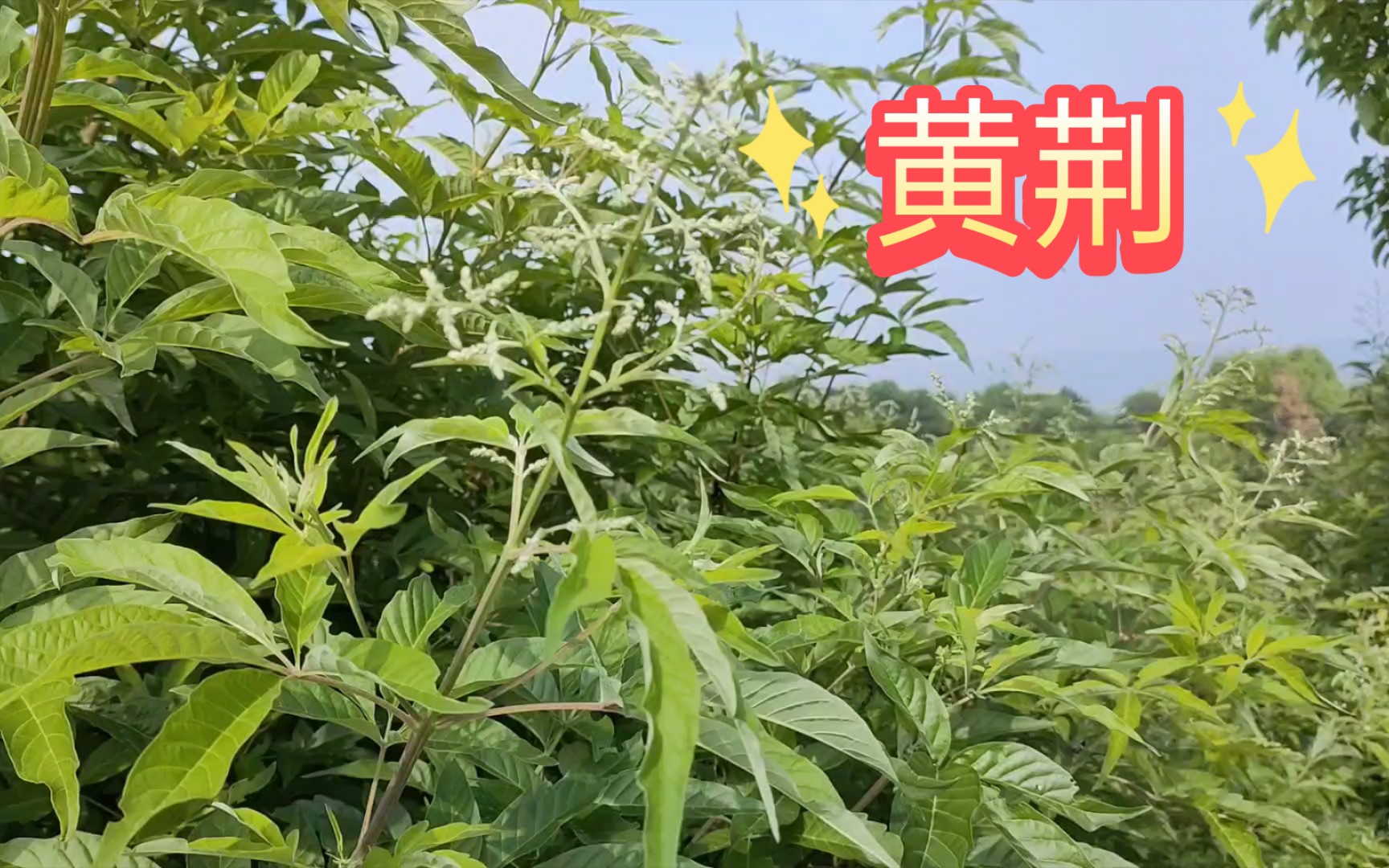 黄荆棍下出好人图片