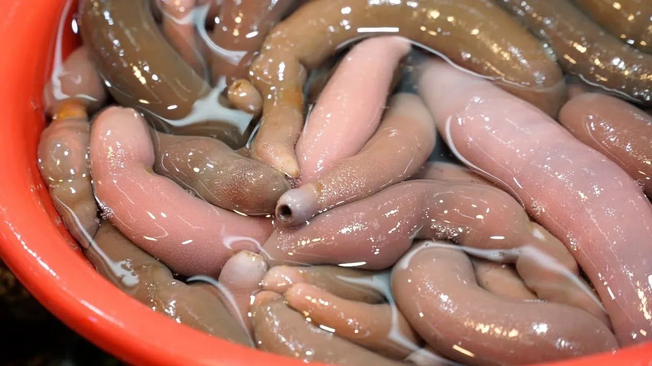 阴茎鱼勺蠕虫刺身,韩国海鲜韩国海鲜