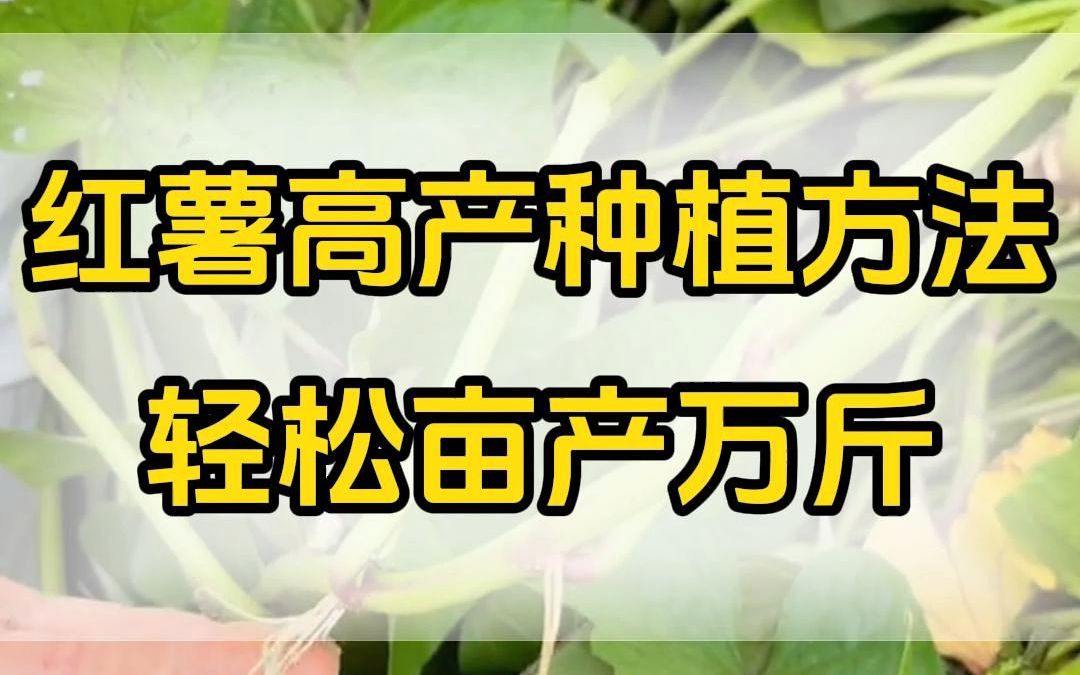 红薯高产种植方法轻松亩产万斤哔哩哔哩bilibili