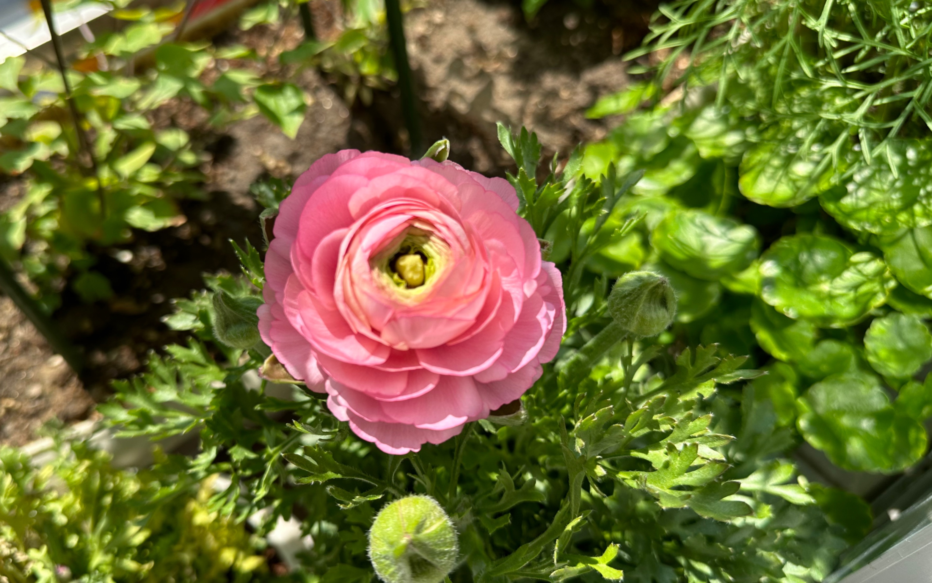 花毛茛唯美图片