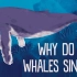 【TED科普】鲸鱼是如何唱歌的？（中英字幕）