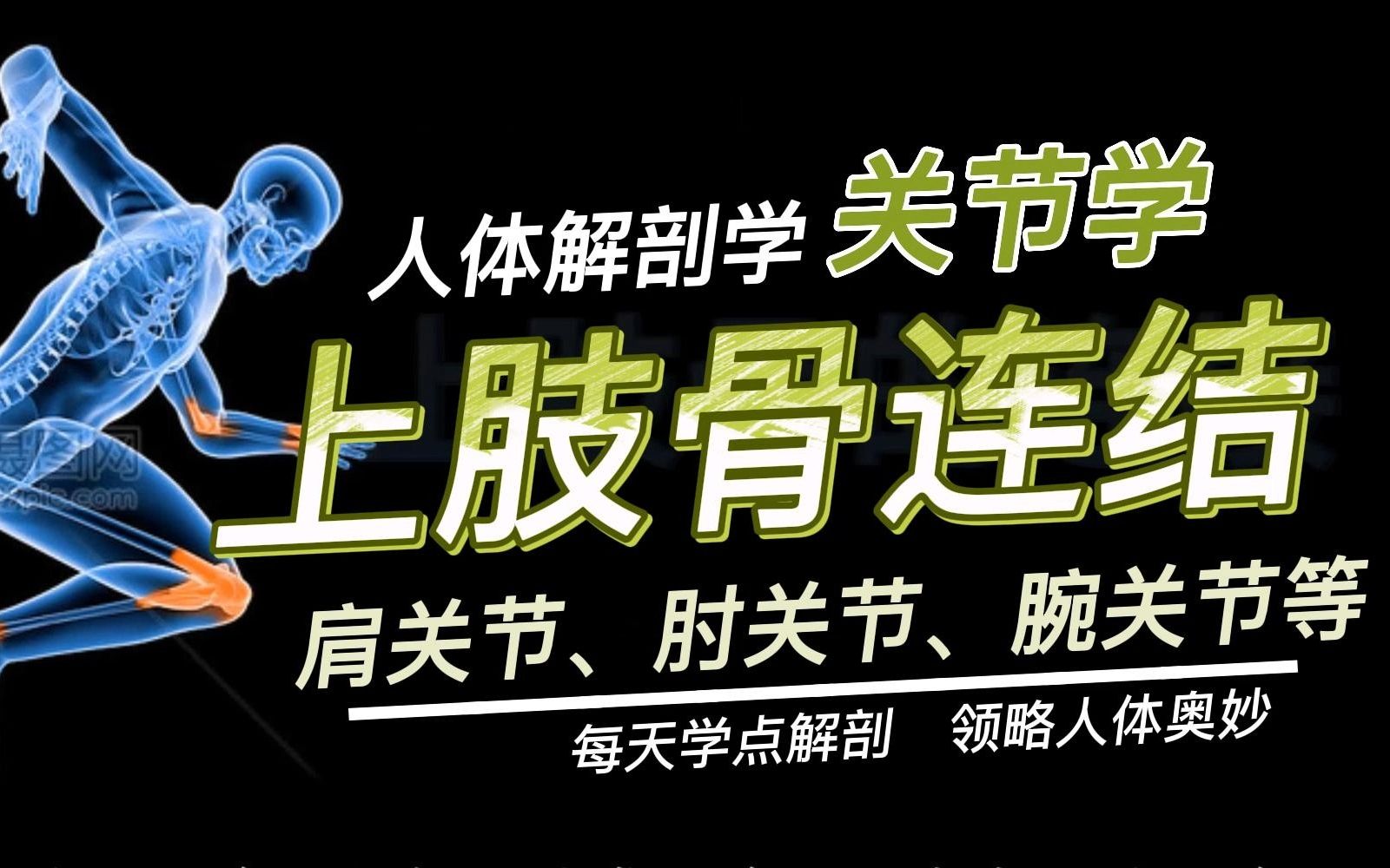 上肢骨连结,肩关节、肘关节、腕关节的组成、结构特点和运动形式,人体解剖学运动系统关节学哔哩哔哩bilibili