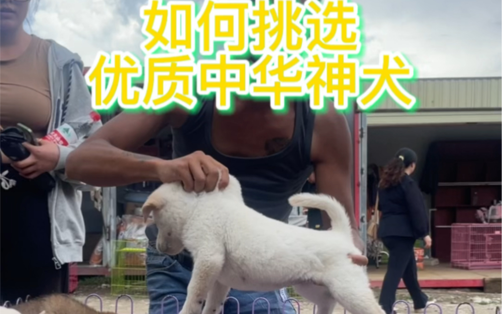 如何挑选中华神犬,唐犬哔哩哔哩bilibili