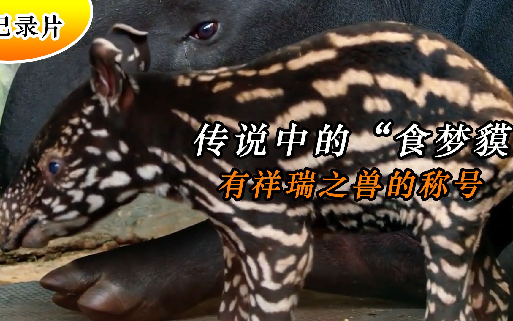 传说中的"食梦貘":身上长满黑白花纹,有祥瑞之兽的称号