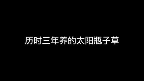 Cc字幕 水槽养食虫植物 试做太阳瓶子草水槽 食虫植物tv 哔哩哔哩 Bilibili
