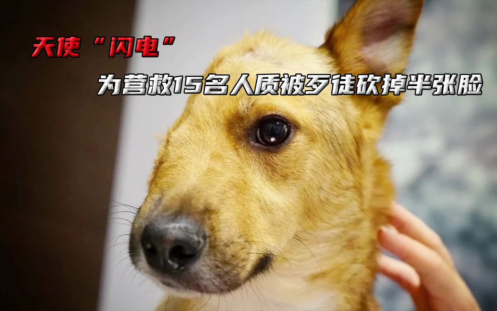 叫闪电的警犬图片