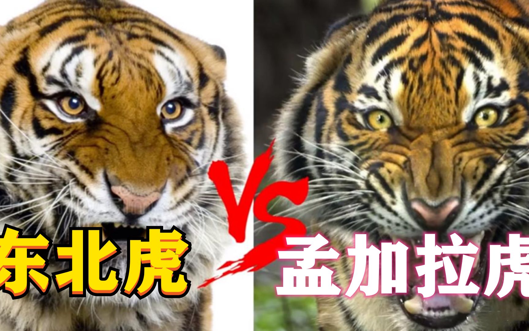 东北虎vs孟加拉虎,谁才是真正的虎中霸主?东北虎真的太虚胖了?