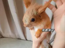 松鼠🐿️:既然这样，你以后都别亲了