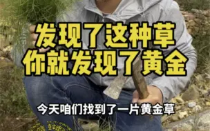 Download Video: 黄金草又叫问荆草，你的家乡有吗？