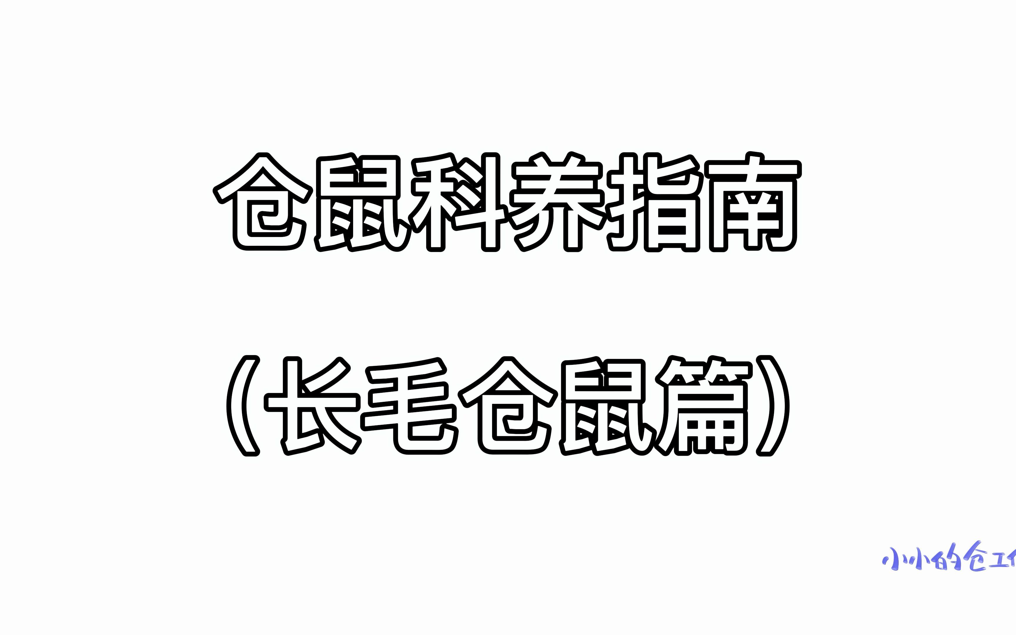 仓鼠科养指南(长毛仓鼠篇)哔哩哔哩bilibili