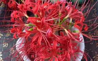 彼岸花妆 哔哩哔哩 Bilibili