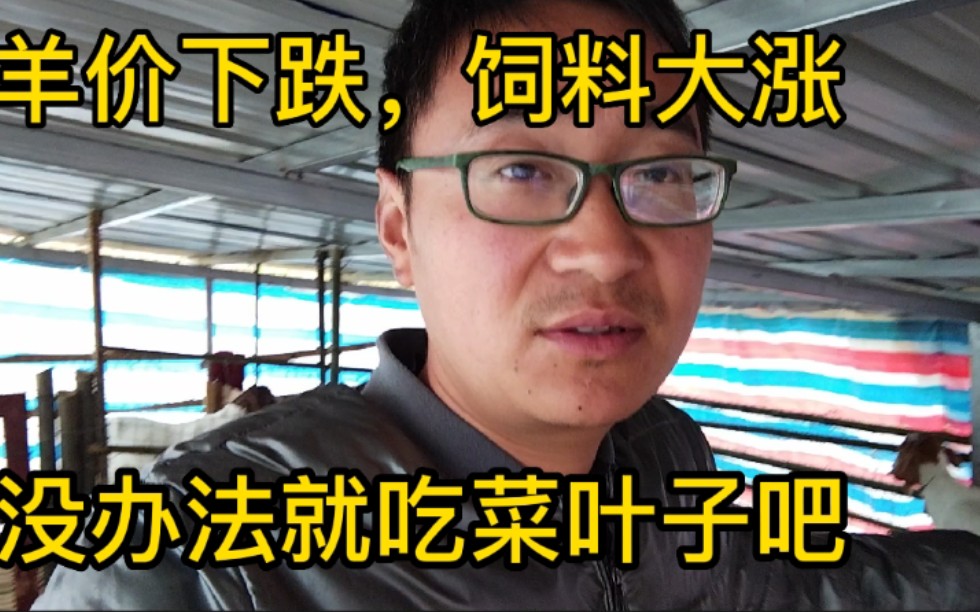 羊价大跌饲料却大涨羊都吃不起饲料了,放养的羊不吃精料可以吗哔哩哔哩bilibili