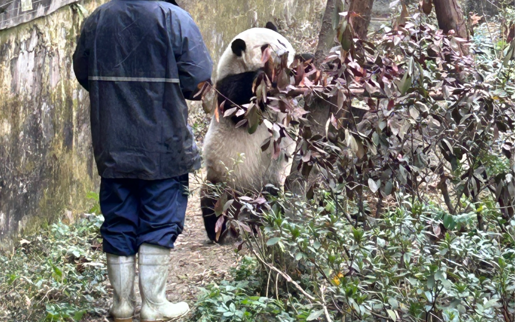 成都熊猫基地超人气女明星花花哔哩哔哩bilibili