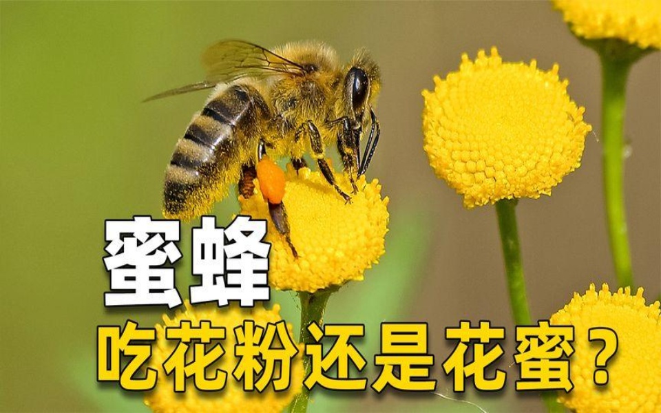 蜜蜂吃花粉还是吃花蜜呢?有很多人不清楚哔哩哔哩bilibili